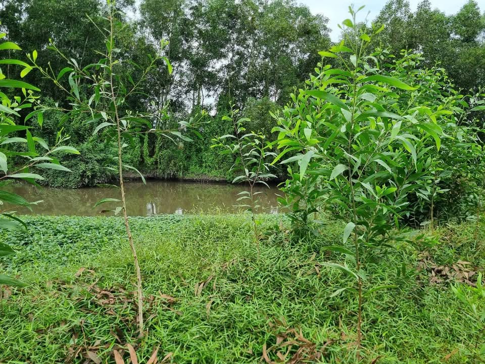 Đất lúa xã Nhuận Đức, Huyện Châu Thành, 1131m² - Giá thương lượng hấp dẫn!