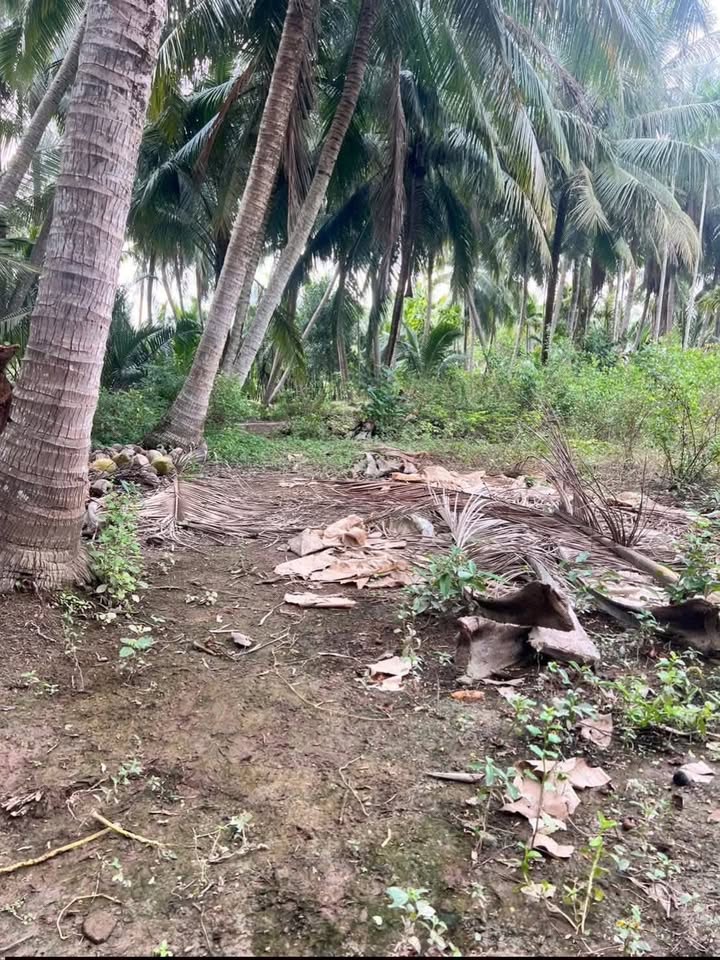 Đất vườn 988.7m² Xã Châu Hưng - Giá 600 triệu - Cách KCN Phú Thuận chỉ 1km!