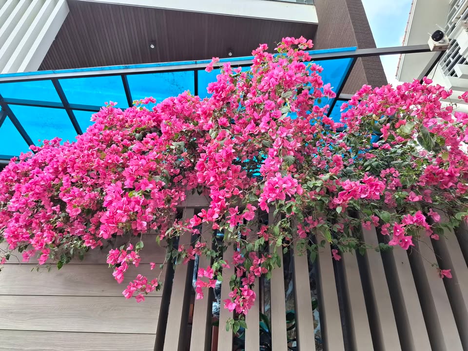 Đất lô góc Trần Quang Khải 61,4m² giá 2 tỷ - Đầu tư lý tưởng, ô tô vào tận nơi!