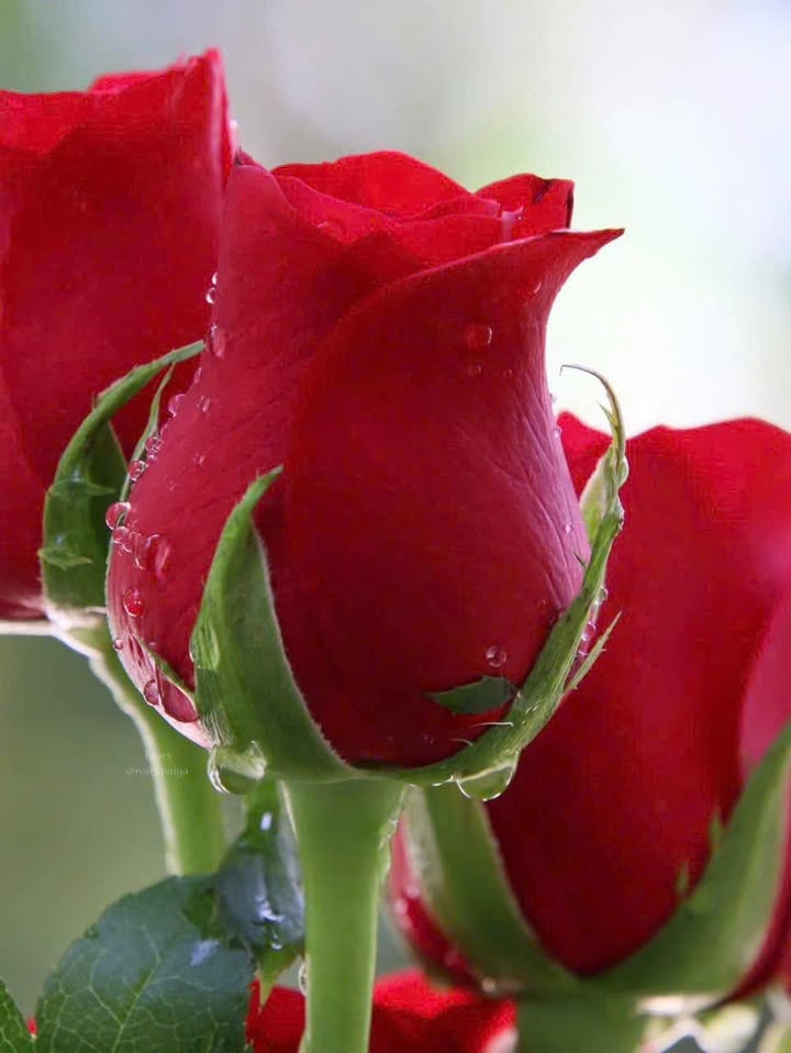 Đất nền Khu B Minh Khôi, Phủ Lý 100m² giá chỉ 4 tỷ - Sổ đỏ chính chủ, vị trí đẹp!