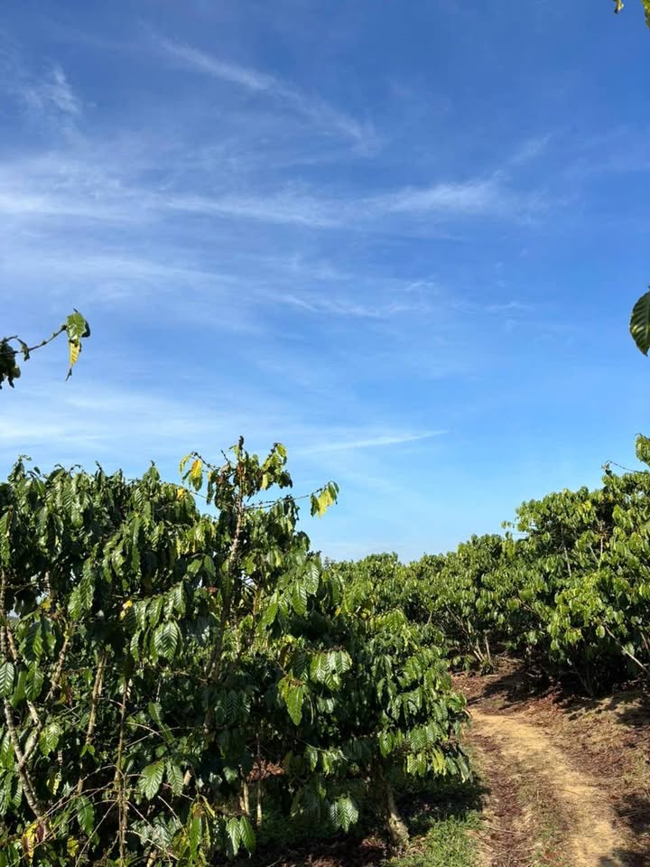 Đất nền Lộc Quảng, Bảo Lâm 3600m² giá 1.65 tỷ - Cơ hội đầu tư tuyệt vời!