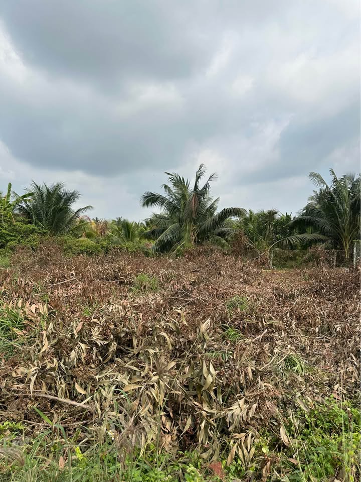 Đất ấp Phong Thuận, Tân Mỹ Chánh 100m² giá 850 triệu - Đường xe 16 chỗ vào tận nơi!