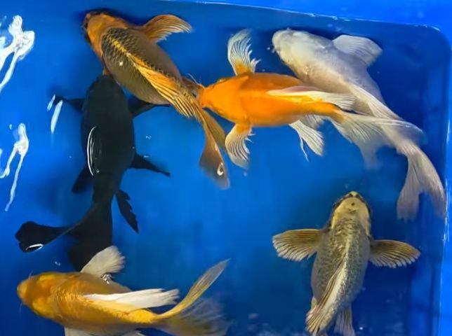 Lô đất kiệt ôtô Đường Thành Vinh 2, Sơn Trà 212m² giá 8 tỷ - Đầu tư sinh lời tiềm năng!