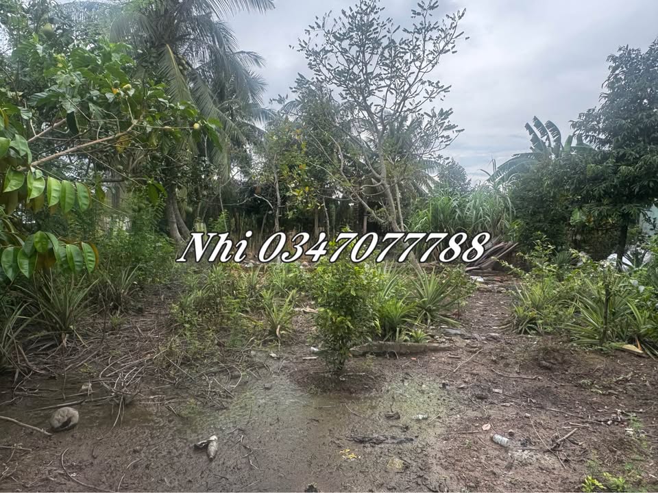 Đất nền Hòa Tân, Châu Thành 540m² giá chỉ 1 tỷ - Cơ hội đầu tư tuyệt vời!