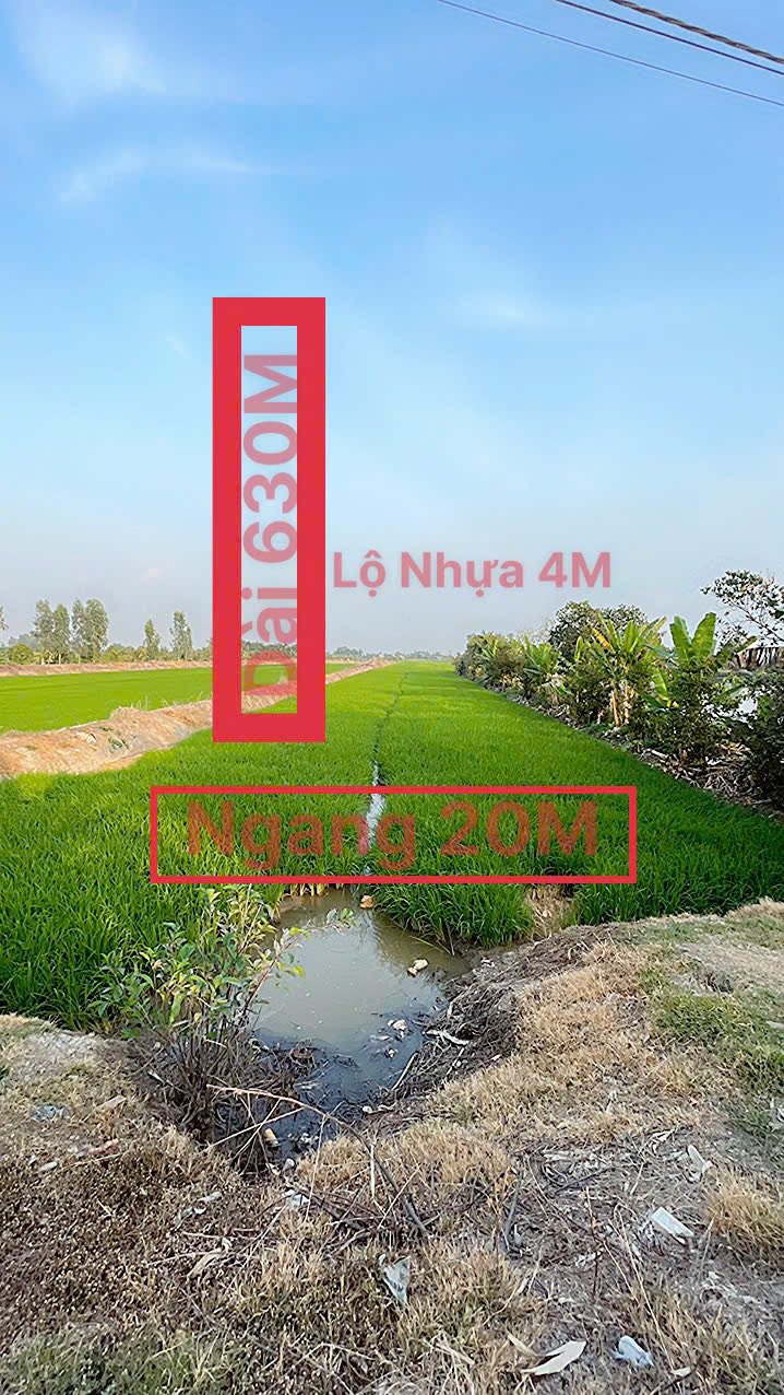 Đất Nông Nghiệp Tại Khóm Nhị Mỹ, Huyện Cao Lãnh - 12.500m² Giá 3.25 Tỷ - Mặt Tiền Đường Lớn