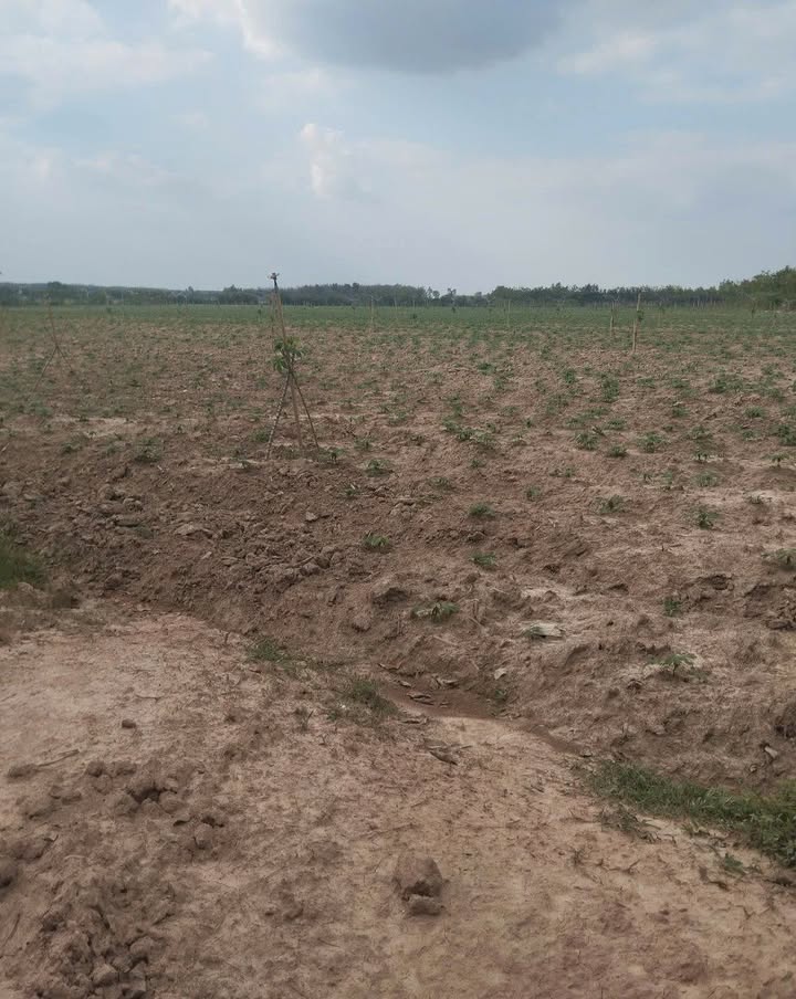 Đất nền xóm dân cư Thạnh Tây - Tân Biên, 58000m² chỉ 4.25 tỷ - Cơ hội đầu tư tuyệt vời!