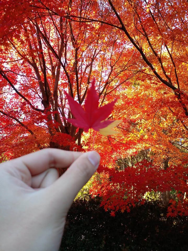 Sang nhượng trường mầm non Bình Minh, TP. Lào Cai 1706m² giá 5 tỷ - Cơ hội đầu tư sinh lời!