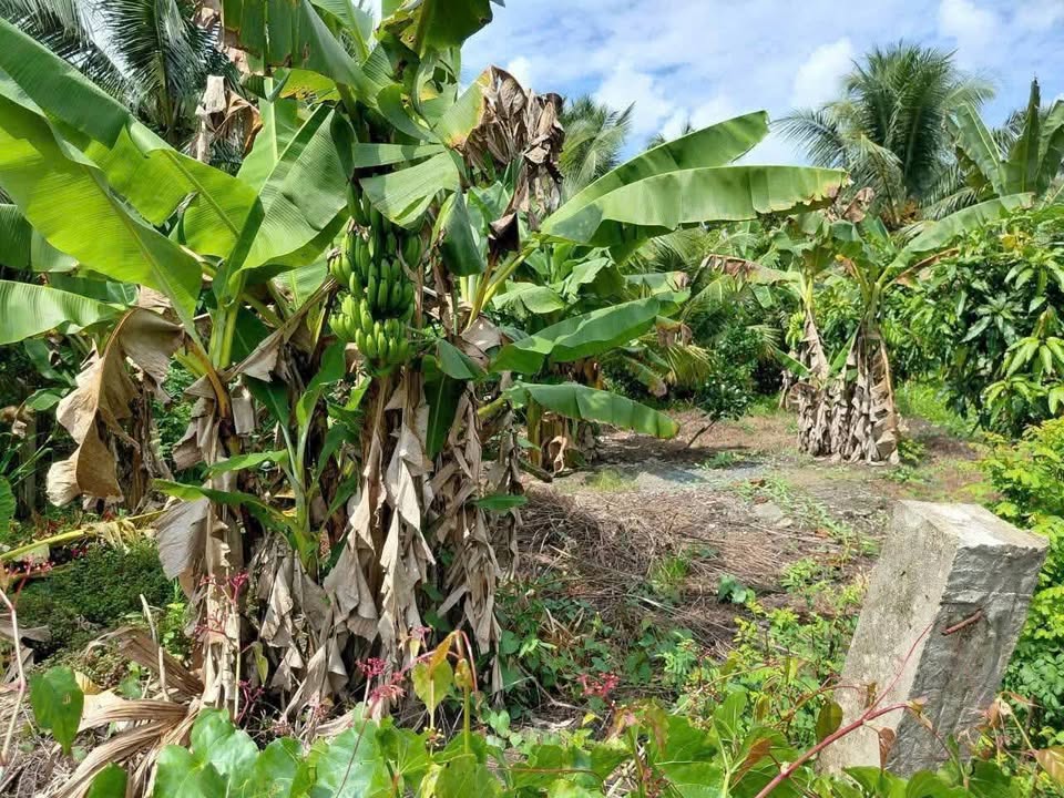 Đất vườn 528m² xã Long Hưng giá 550 triệu - Cơ hội đầu tư tuyệt vời!