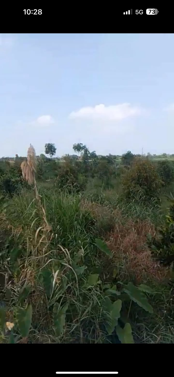 Vườn sầu riêng Thái 4 công tại Hòa Tân - Giá chỉ 12.8 tỷ - Cơ hội đầu tư hấp dẫn!