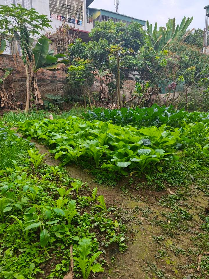 Đất nền đẹp tại Bản Mé, Phường Chiềng Cơi 270m² giá 1.75 tỷ - Đường ô tô vào tận nơi!