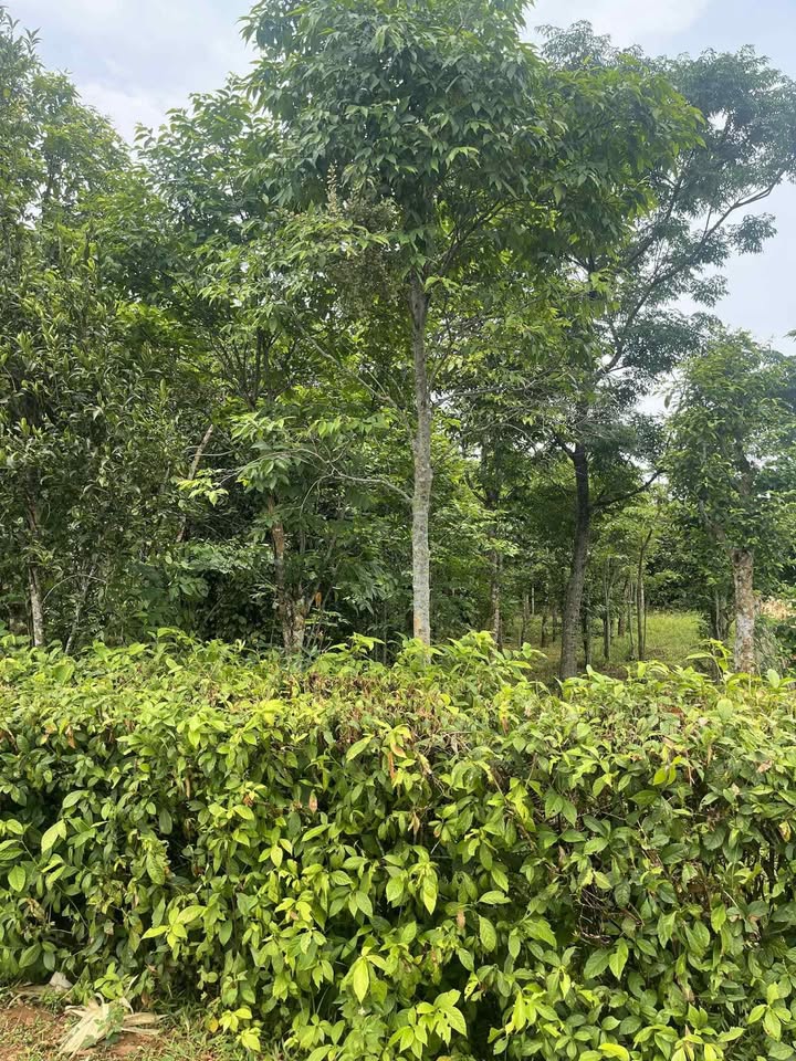 Đất nền biệt thự vườn tại Xóm Bợc, Cửa Tùng 288m² giá 4.5 tỷ - Cơ hội đầu tư hiếm có!