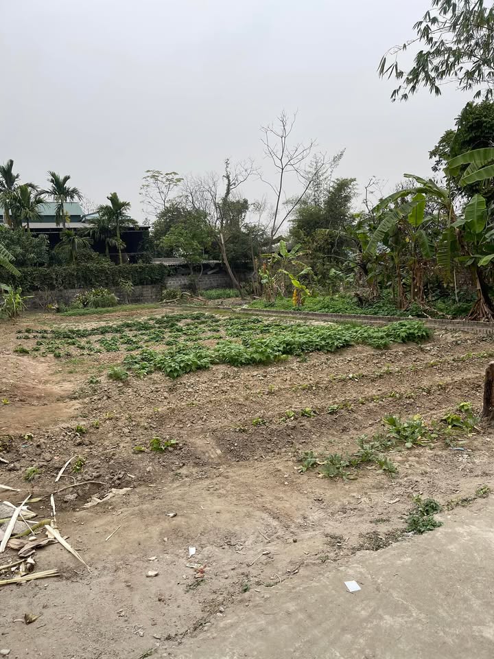 Đất nền 310m² Ninh Xá, Thuận Thành, Bắc Ninh chỉ 5 tỷ - Sổ đỏ chính chủ!