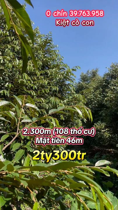 Farm sầu riêng Trường Long, Phong Điền 2300m² giá 2.3 tỷ - Đầu tư sinh lời!