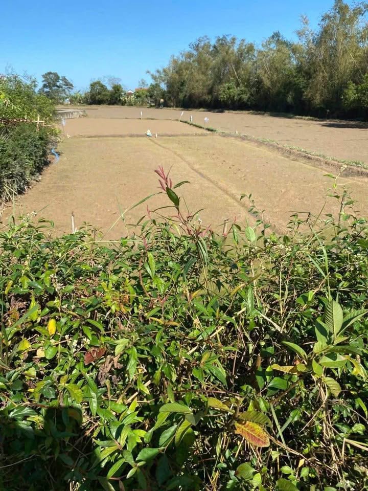 Đất nền Hà My - Triệu Hòa 162m² giá chỉ 210 triệu - Đổ đất bằng phẳng, sẵn sàng xây dựng!