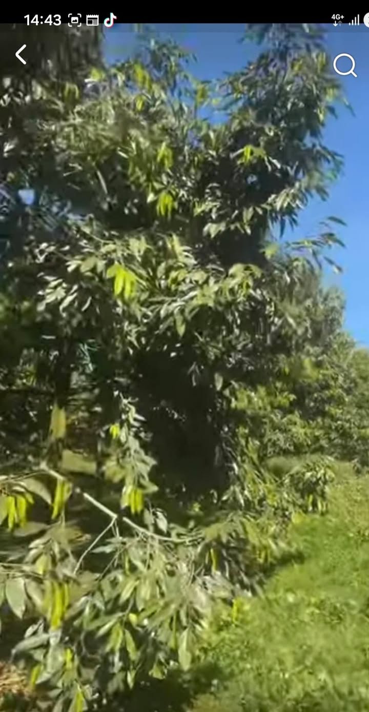 Farm 2ha tại xã Ea Tân, huyện Krông Năng - Đầu tư sinh lời mạnh mẽ!