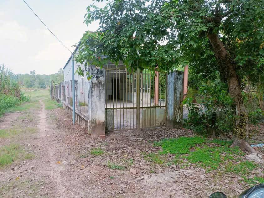 Bán đất cao su tại Định An, Dầu Tiếng - 6250m² giá 1.2 tỷ - Cơ hội đầu tư hấp dẫn!