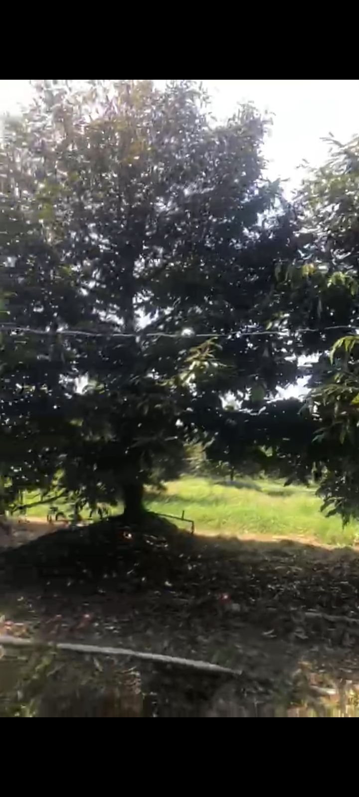 Farm 5000m² tại Xã Hậu Mỹ Trinh, Giá 3 tỷ - Đầu tư sinh lời hấp dẫn!