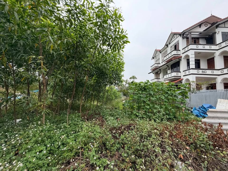 Bán đất đấu giá Tổ dân phố Hồi, Thị trấn Phồn Xương 100m² giá 1.8 tỷ - Đối diện trung tâm y tế!