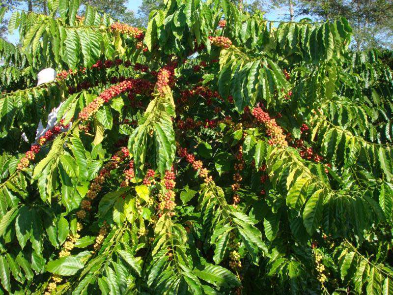 Đất nền tại Thị trấn Kiến Đức, Huyện Đắk R'Lấp 6000m² - Tiềm năng đầu tư vượt trội!