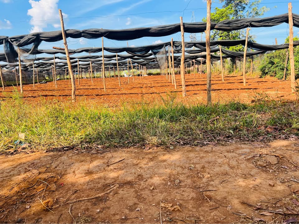 Đất nền hẻm chính Quốc Lộ 14, Xã Biển Hồ, 150m² - Giá hấp dẫn chỉ từ 4xx triệu VND!