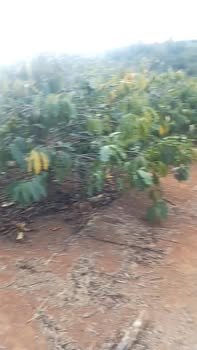 Farm 1ha1 tại Đăk Krong, Đăk Đoa, Gia Lai giá 2.6 tỷ - Cơ hội đầu tư hấp dẫn!