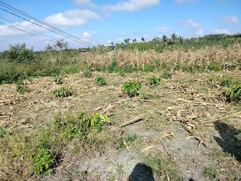 Đất nền thôn 6b, xã Ea Siên, 5000m² giá chỉ từ 1 tỷ - Cơ hội đầu tư tuyệt vời!