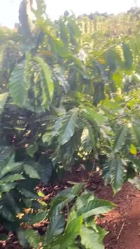 Farm 1080m² tại Xã Ea Tân, Huyện Krông Năng - Nguồn mới, giá thỏa thuận!