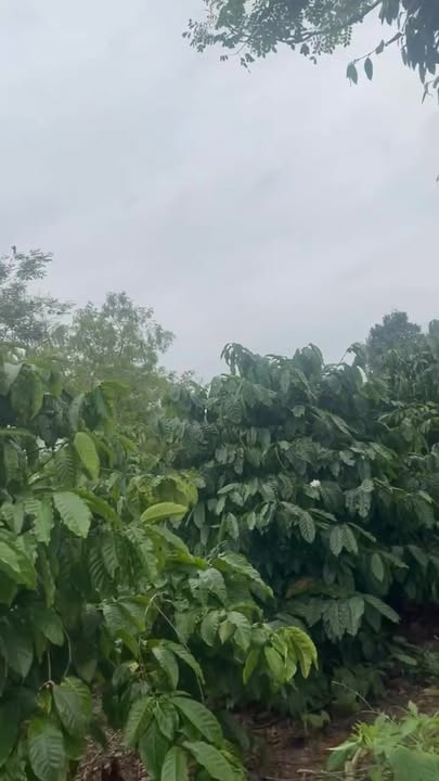 Farm 9.8 sào tại Vụ Bổn, Krông Pắc giá 1.35 tỷ - Tiềm năng đầu tư cao!