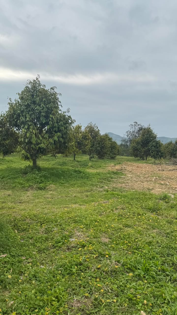 Farm sầu riêng 1.9ha tại Ea Đar, Đắk Lắk - Cơ hội đầu tư tuyệt vời!