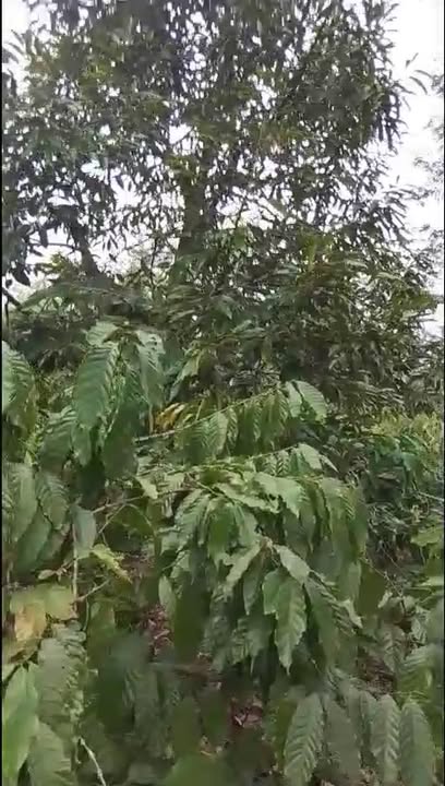 Đất nền Giang Thọ, Tam Giang 1ha giá 2.1 tỷ - Cơ hội đầu tư hấp dẫn!