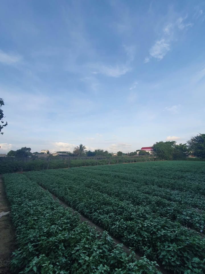 Đất nền 600m² tại Phước Hòa, Nha Trang - Giá 1.13 tỷ, dễ dàng thương lượng!