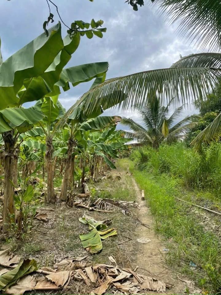 Bán lô đất vườn Diên Lâm 6.681m² giá 4 tỷ - Hướng Đông Nam, giáp Sông Trò!