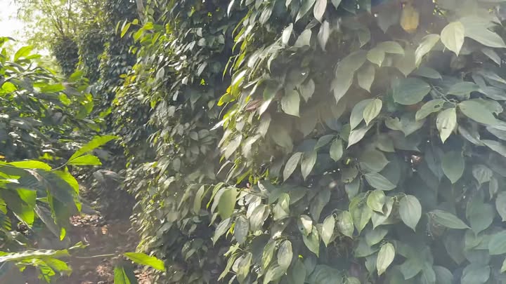 Đất nông nghiệp Làng Gỗ, Đắk Đoa 1,25ha giá 3,3 tỷ - Đầu tư sinh lời hấp dẫn!