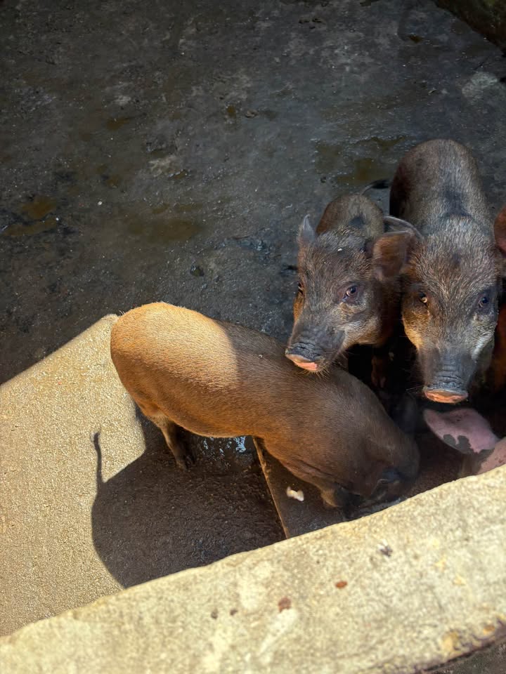 Đất nền 840m² tại Thôn 12 Ka Tu 2, Đắk Blà - Giá cực tốt, cơ hội đầu tư tuyệt vời!