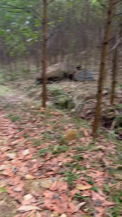 Đất rừng Phường Hòa Khánh Bắc 15ha giá thỏa thuận - Cơ hội đầu tư sinh lời cao!