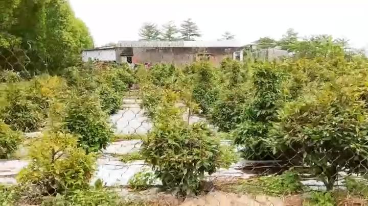 Đất nền Tịnh Phong 130m² giá chỉ 500 triệu - Cơ hội đầu tư hấp dẫn!