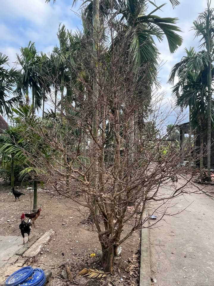 Đất nền xã Sơn Hạ, Quảng Ngãi 95m² - Tiềm năng đầu tư sinh lời!