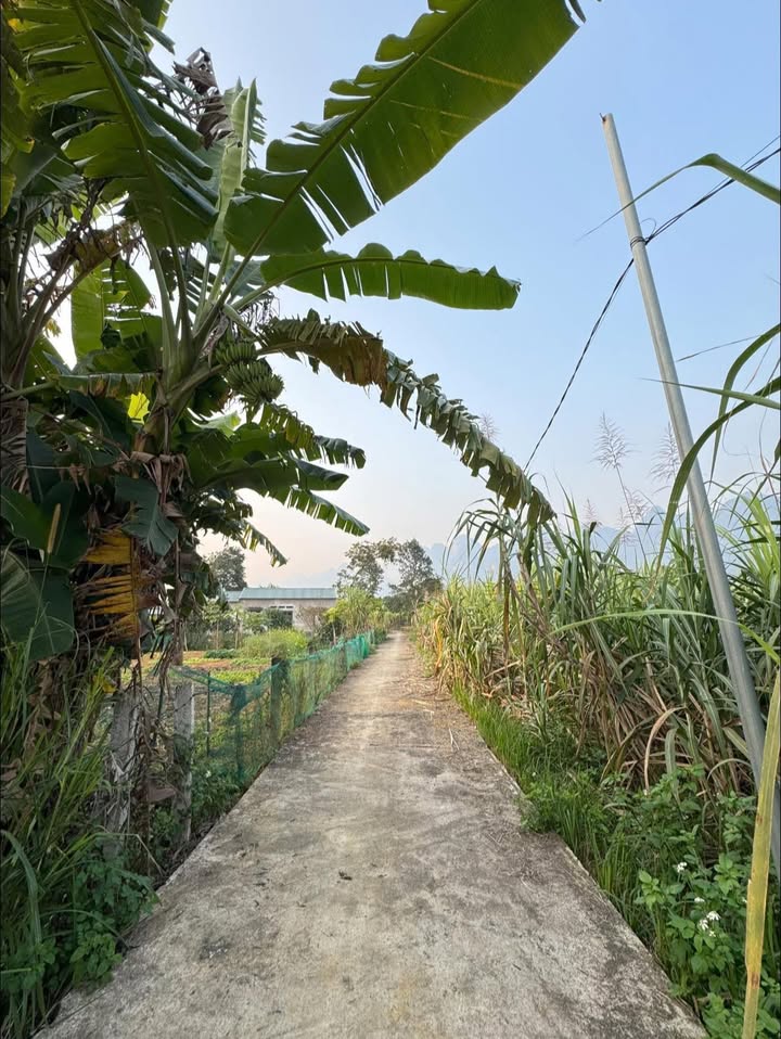 Đất nền TDP Lùng Càng Hà Giang 300m² giá 200 triệu - Nơi an cư lý tưởng!