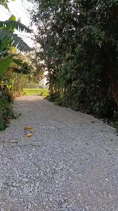 Đất thổ cư Xã Đồng Thịnh, Huyện Yên Lập, 115m² chỉ 185 triệu - Cơ hội đầu tư tuyệt vời!