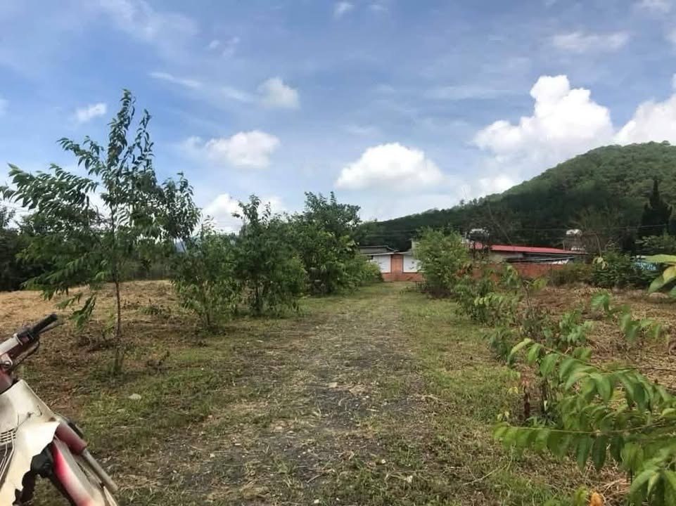 Đất thổ cư và nông nghiệp tại Phường 3, Đà Lạt 360m² - View toàn cảnh thành phố!