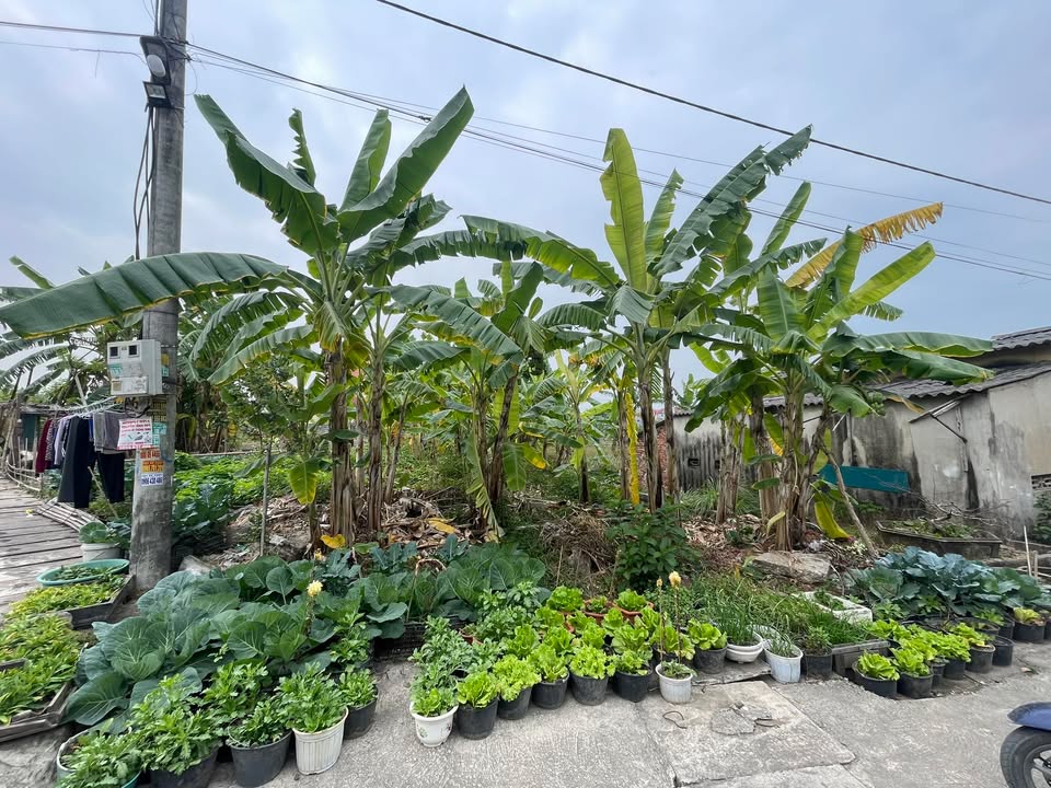 Đất nền Khu Trới 7, Hạ Long 167m² giá 1.05 tỷ - Cơ hội đầu tư hấp dẫn!