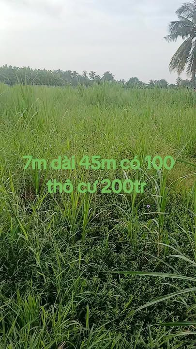 Đất thổ cư Xã Bình Phục Nhứt 315m² giá 200 triệu - Sổ hồng riêng công chứng ngay!