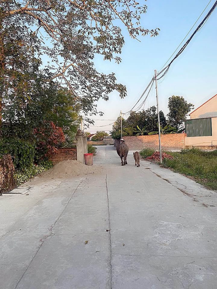 Đất nền đường Trần Hưng Đạo, Ninh Dương 100m² - Cơ hội đầu tư tuyệt vời!