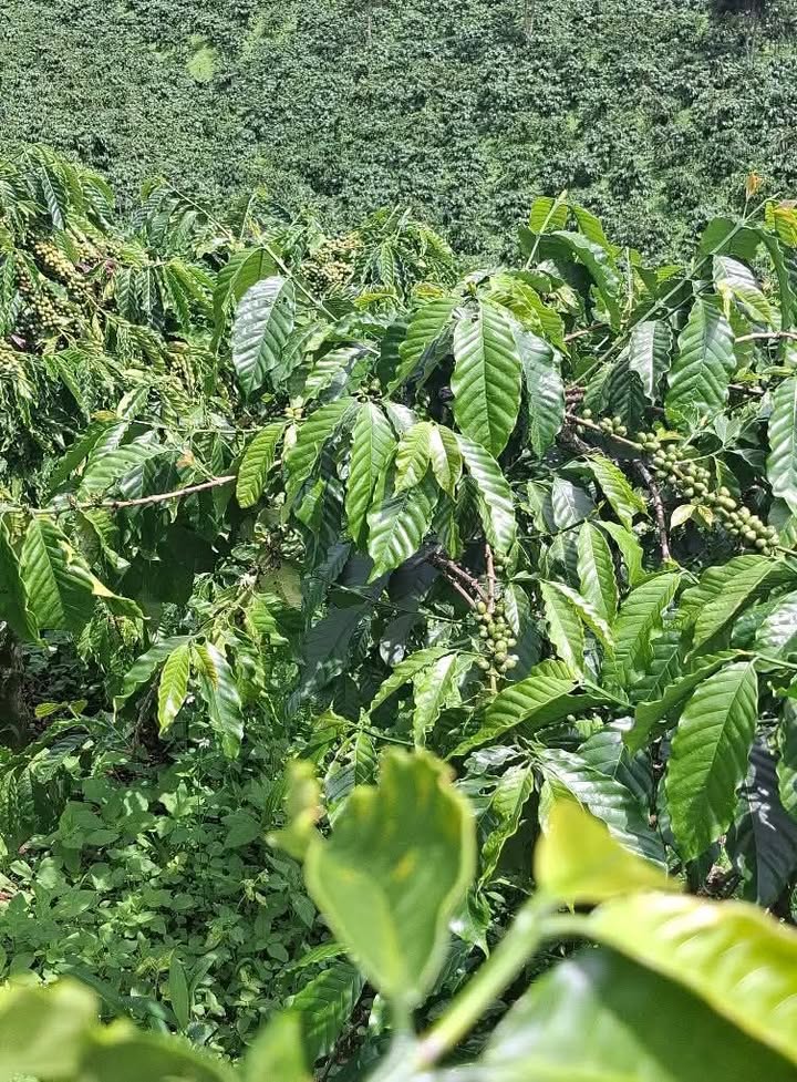 Đất nền 1ha2 tại Phi Liêng, Đam Rông chỉ 1.25 tỷ - Cơ hội đầu tư tuyệt vời!