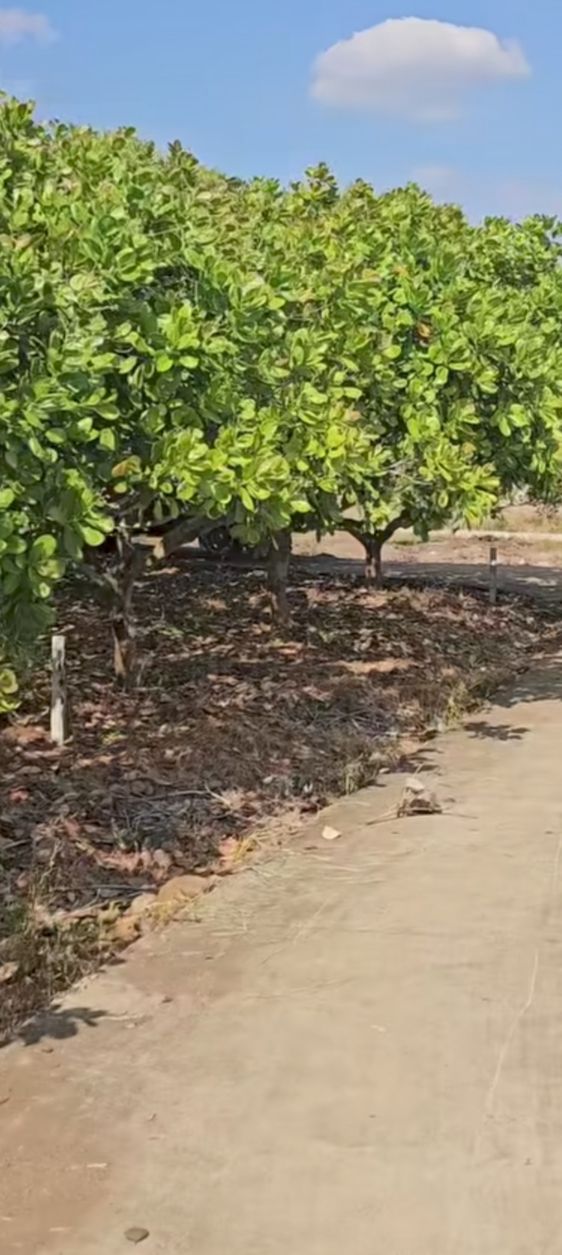 Đất vườn ven sông 2800m² giá 325 triệu - Sẵn sàng thu hoạch điều ngay!