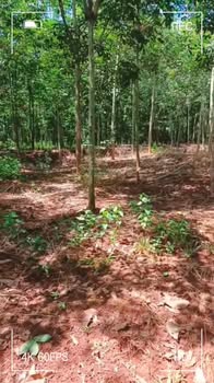 Đất vườn 6.000m² xã Lộc An, Đồng Nai giá 1.05 tỷ - Cơ hội đầu tư tuyệt vời!