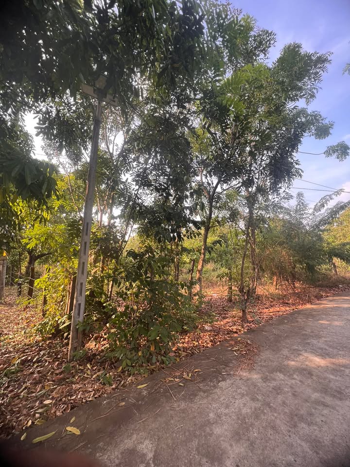 Đất nền Ấp 9 Lộc Thái 1200m² giá 700 triệu - Cơ hội đầu tư hấp dẫn!