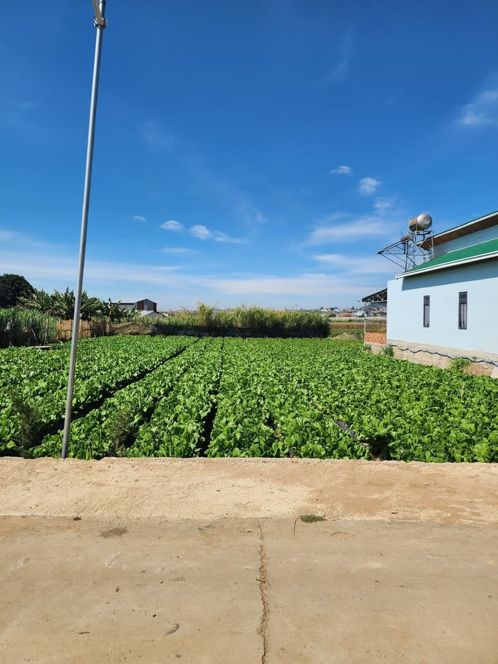 Đất thổ cư Thạnh Mỹ, Đơn Dương 204m² giá 879 triệu - Cơ hội đầu tư tuyệt vời!