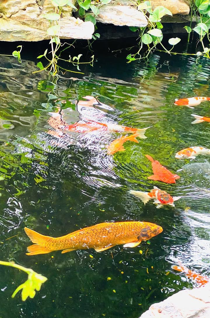 Đất liền kề đường Trương Công Định, Vũng Tàu 62,8m² giá 3,55 tỷ - Tiện xây dựng ngay!