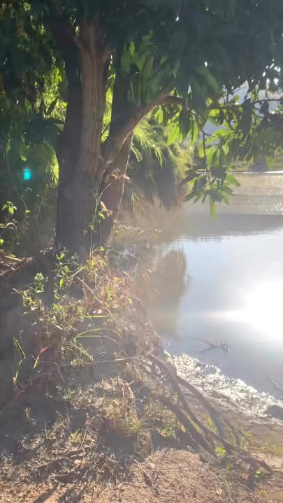 Farm đất cao su và mì tại Gia Lai 80.000m² - Đầu tư sinh lời ngay!